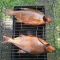 Коптильня 2 мм с гидрозатвором "Дымок 500-КТ"